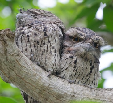 Tawny Frogmouths (M&F)